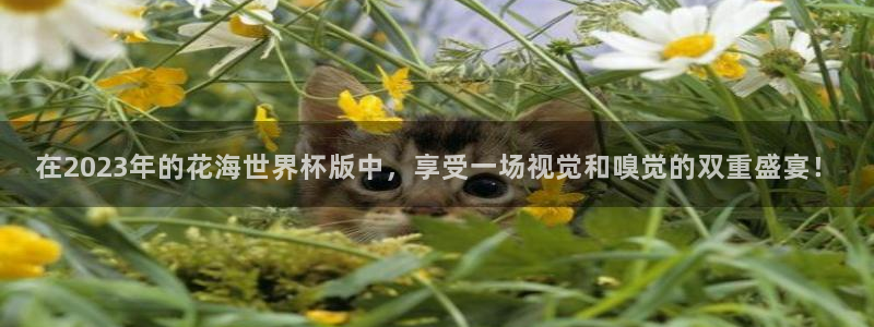 2006世界杯：在2023年的花海世界杯版中，享受一场视觉和嗅觉的双重盛宴！