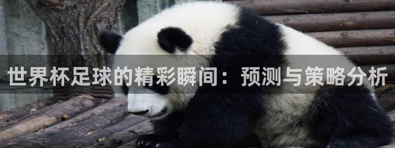 2026世界杯直播：世界杯足球的精彩瞬间：预测与策略分析