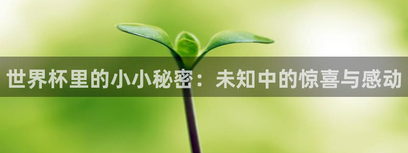 世界杯预选赛：世界杯里的小小秘密：未知中的惊喜与感动