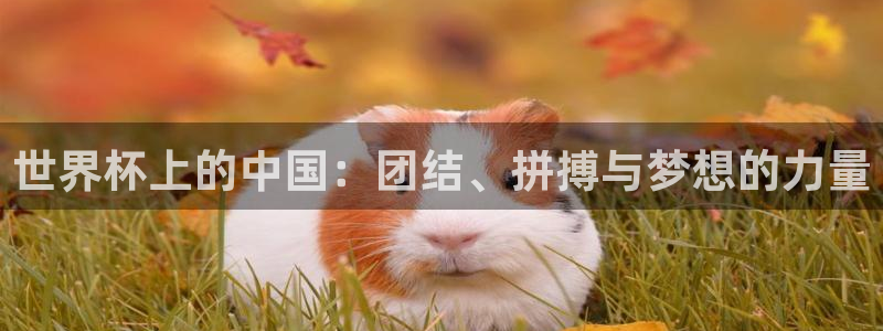 世界杯官网：世界杯上的中国：团结、拼搏与梦想的力量